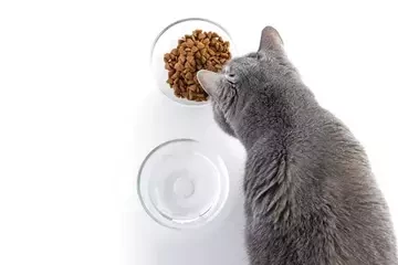 Харчування